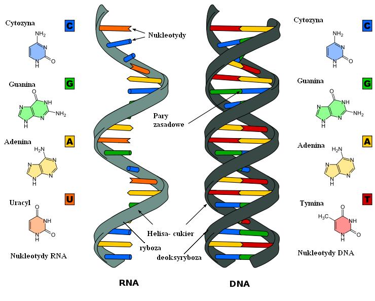 Elements of RNA and double helix DNA structure