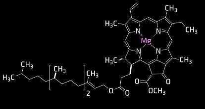 Chlorophyll molecule.